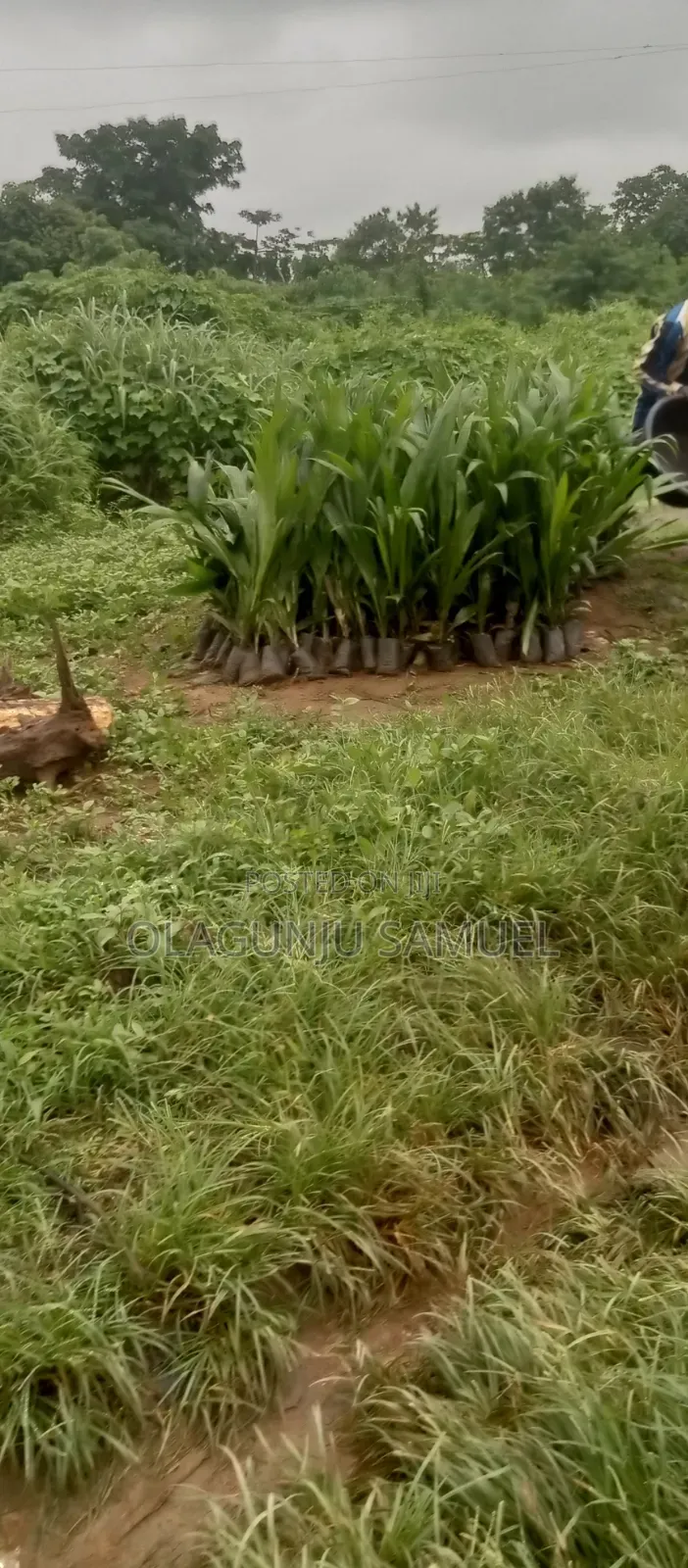 Oil Palm Is Available
