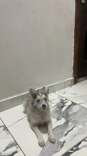 1-3 months Male Purebred American Eskimo