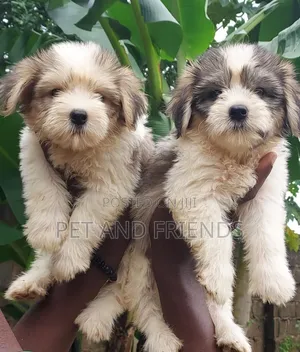 1-3 months Male Purebred Lhasa Apso
