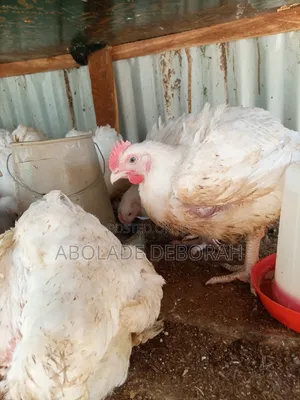 Healthy 7-Week-Old Live Broiler Chickens for Sale – Abuja
