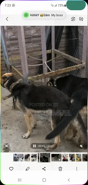 1+ year Male Purebred German Shepherd