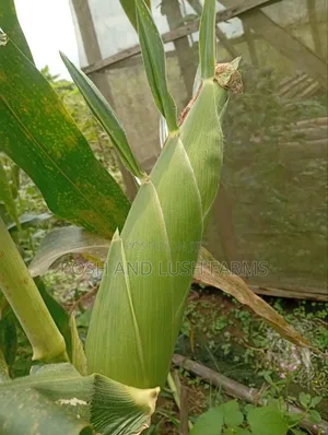 Sweetcorn Directly From the Farm