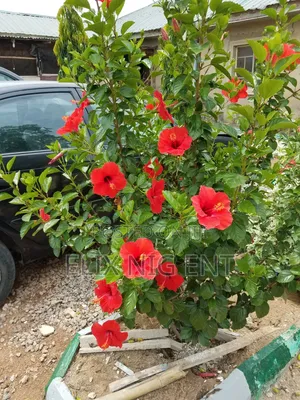 Landscaping, Gardening and Maintenance
