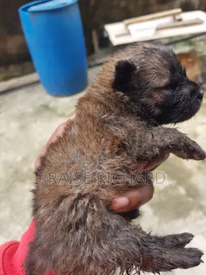 0-1 month Male Purebred Chow Chow