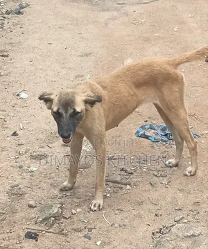 1+ year Male Mixed Breed German Shepherd