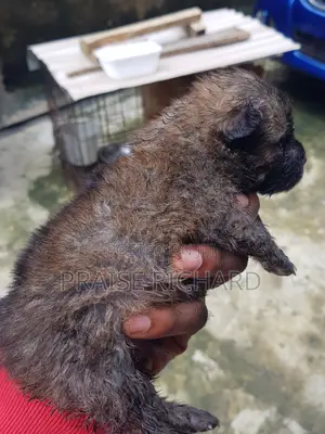 0-1 month Female Purebred Chow Chow