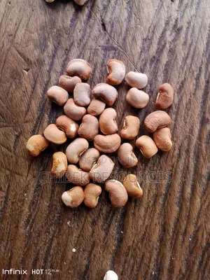 30 Big Painta Iron Brown Beans