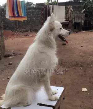 1+ year Female Purebred American Eskimo