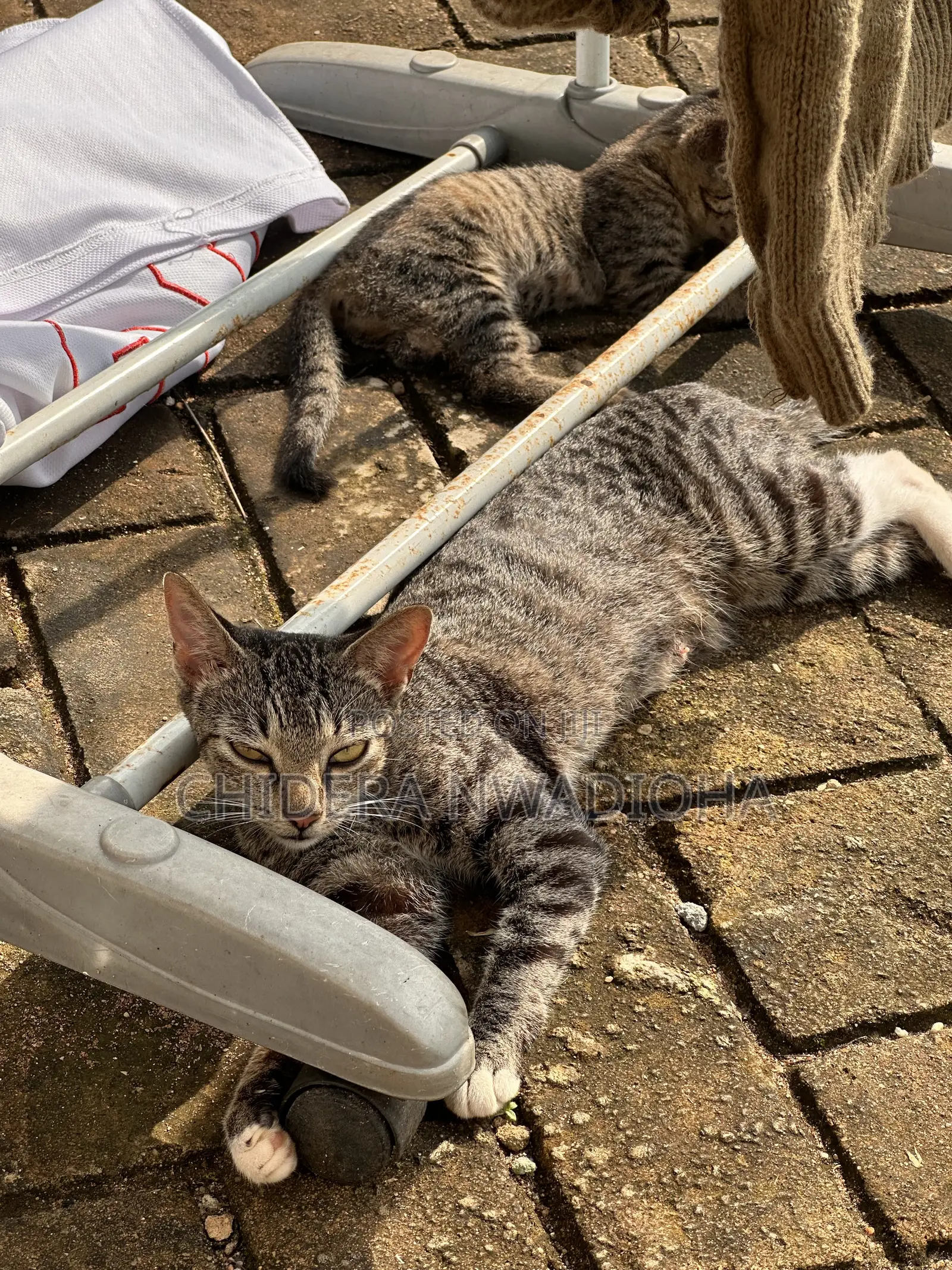 3-6 months Female Purebred Cat