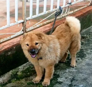 6-12 months Female Purebred Chow Chow