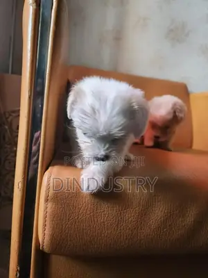1-3 months Male Purebred Lhasa Apso