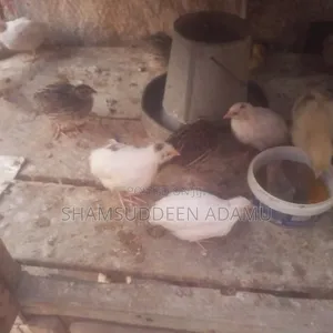 Quail/Salwa