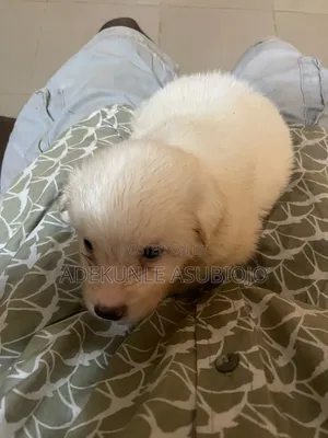 1-3 months Female Purebred American Eskimo