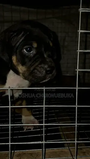 1-3 months Female Purebred American Bully