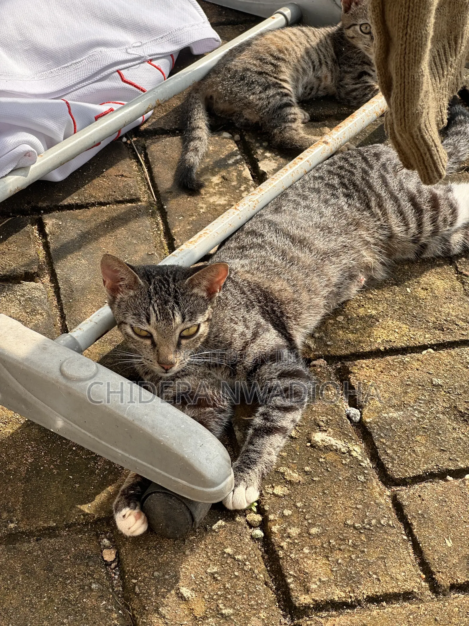3-6 months Female Purebred Cat