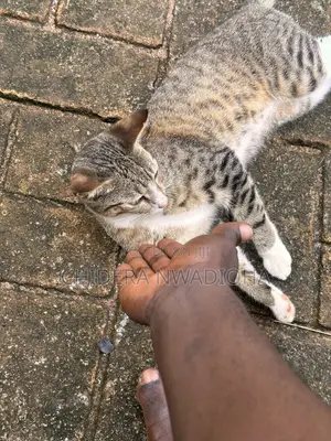 3-6 months Female Purebred Cat