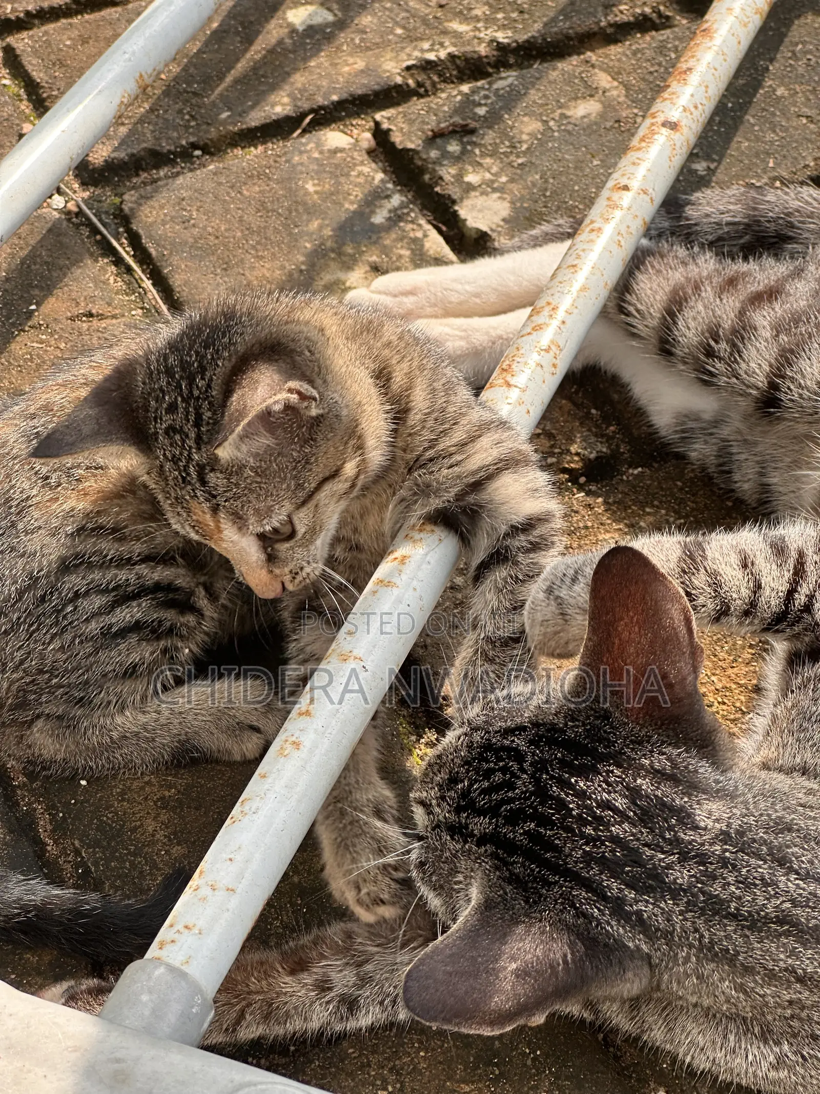 3-6 months Female Purebred Cat