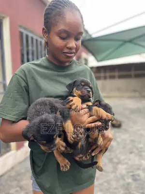 1-3 months Male Purebred Rottweiler
