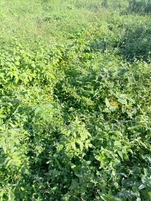 51 Hectares Housing Estate Land at Kiami