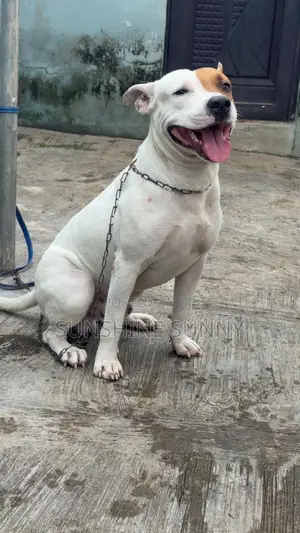 1+ year Male Purebred American Pit Bull Terrier