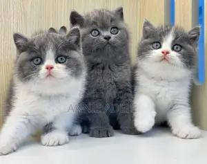 1-3 months Female Purebred British Shorthair