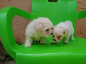 1-3 months Male Purebred Lhasa Apso
