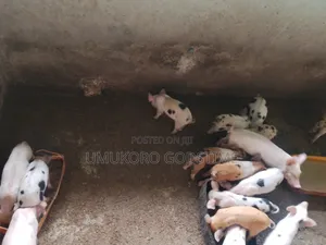 Piglets Weaners