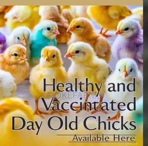 Day Old Chicks Vendor