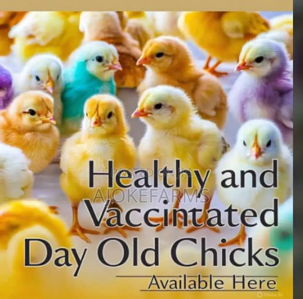 Day Old Chicks Vendor