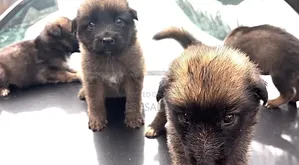 1-3 months Male Purebred German Shepherd