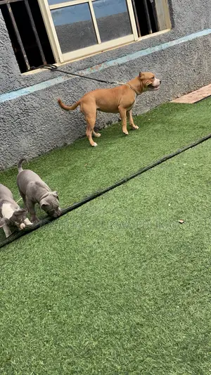 1-3 months Female Purebred American Bully