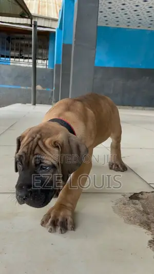 1-3 months Male Purebred Boerboel