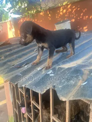 0-1 month Female Purebred Rottweiler