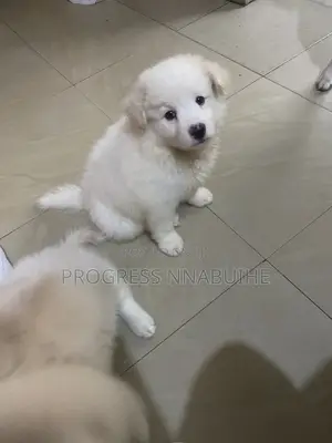 1-3 months Female Purebred American Eskimo