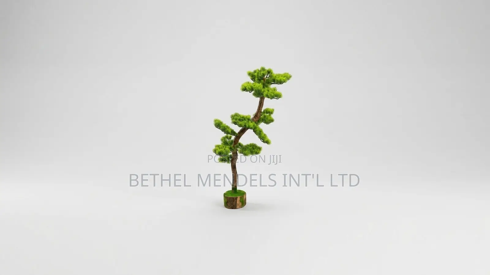 Unique Bonsai Tree With Elegant Artistic Design