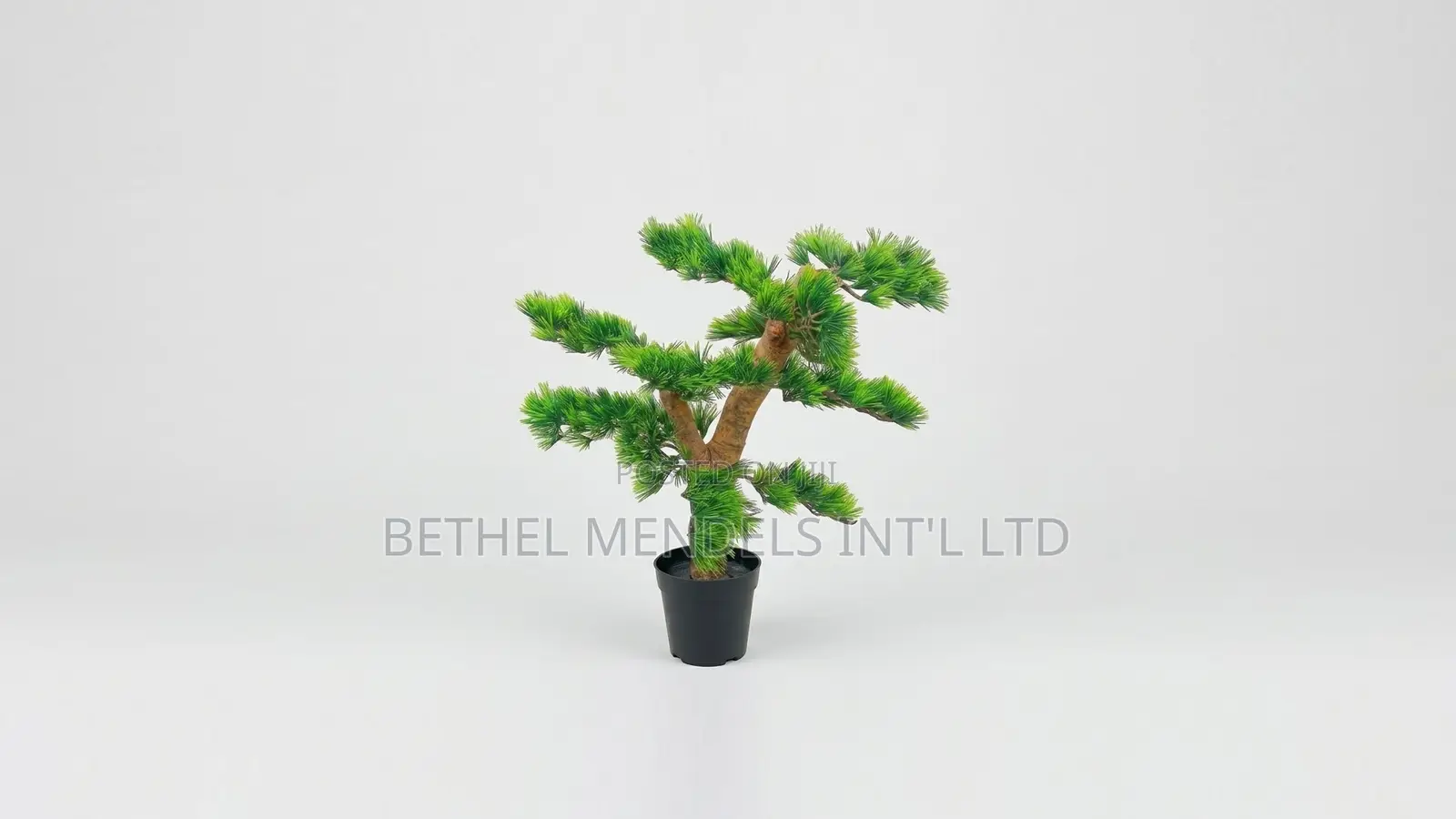 Unique Bonsai Tree With Elegant Artistic Design