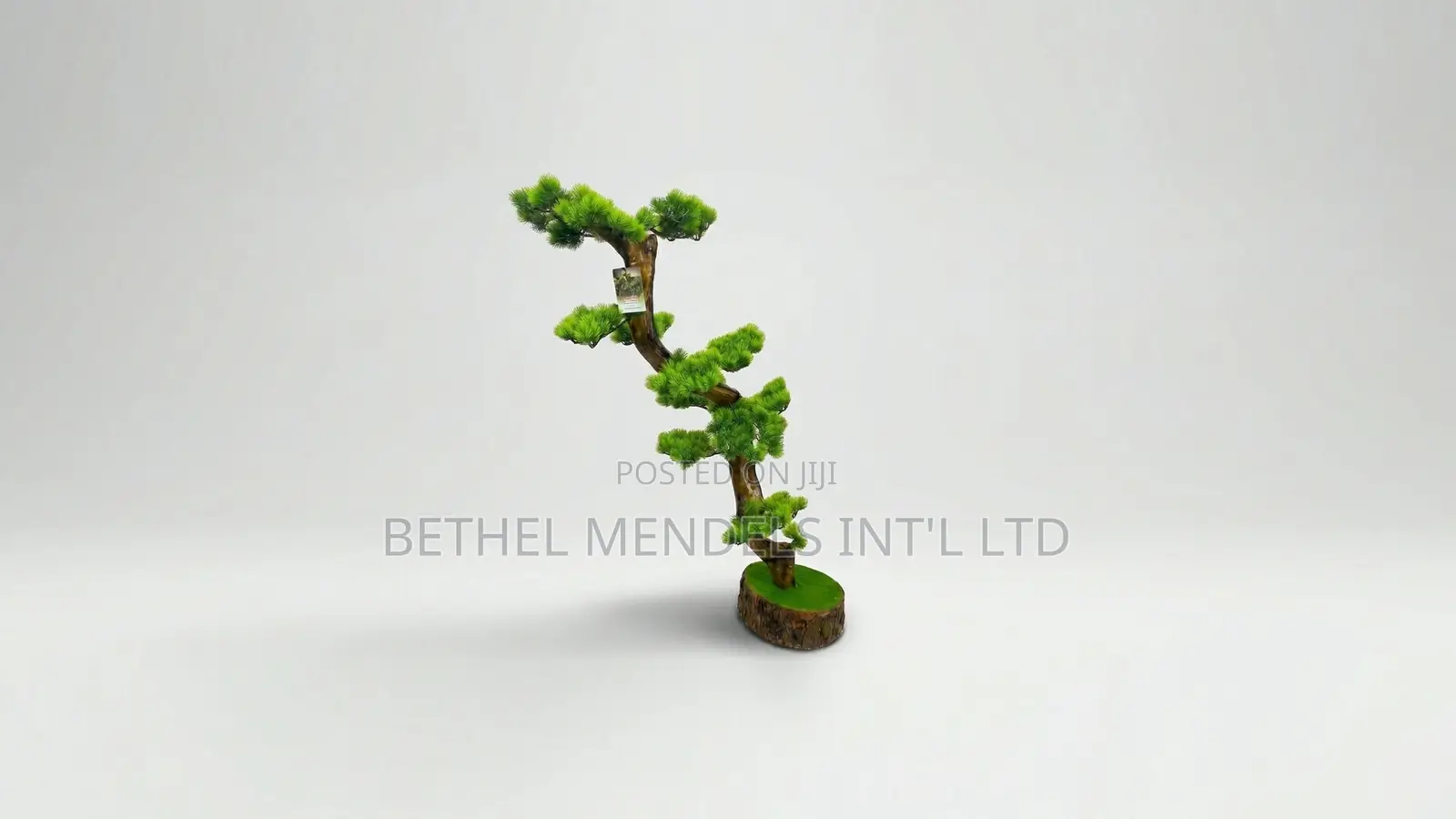 Unique Bonsai Tree With Elegant Artistic Design