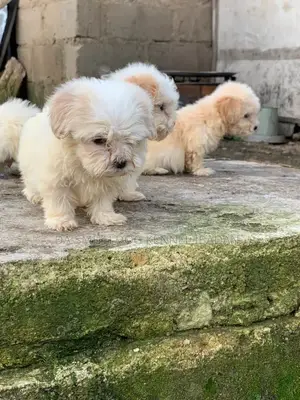 1-3 months Female Purebred Lhasa Apso