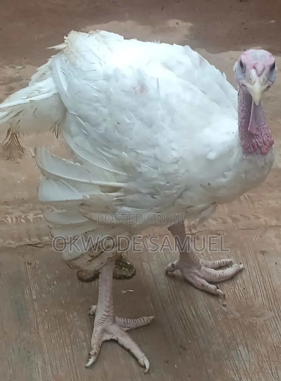 Foreign Turkey for Sale