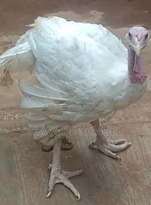Foreign Turkey for Sale