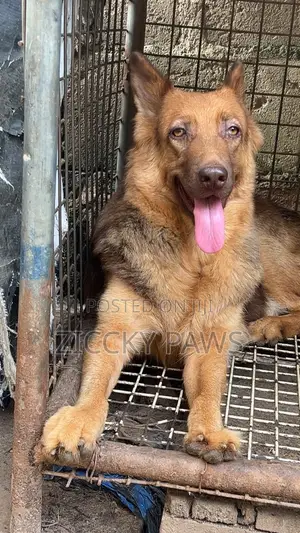 1+ year Female Purebred German Shepherd