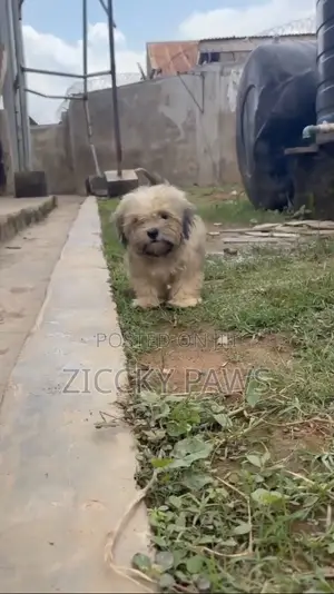 3-6 months Male Purebred Lhasa Apso