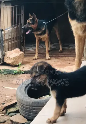 1-3 months Male Purebred German Shepherd