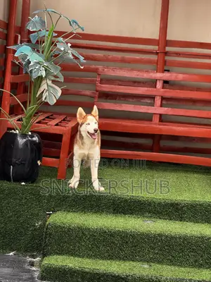 1-3 months Male Purebred Siberian Husky