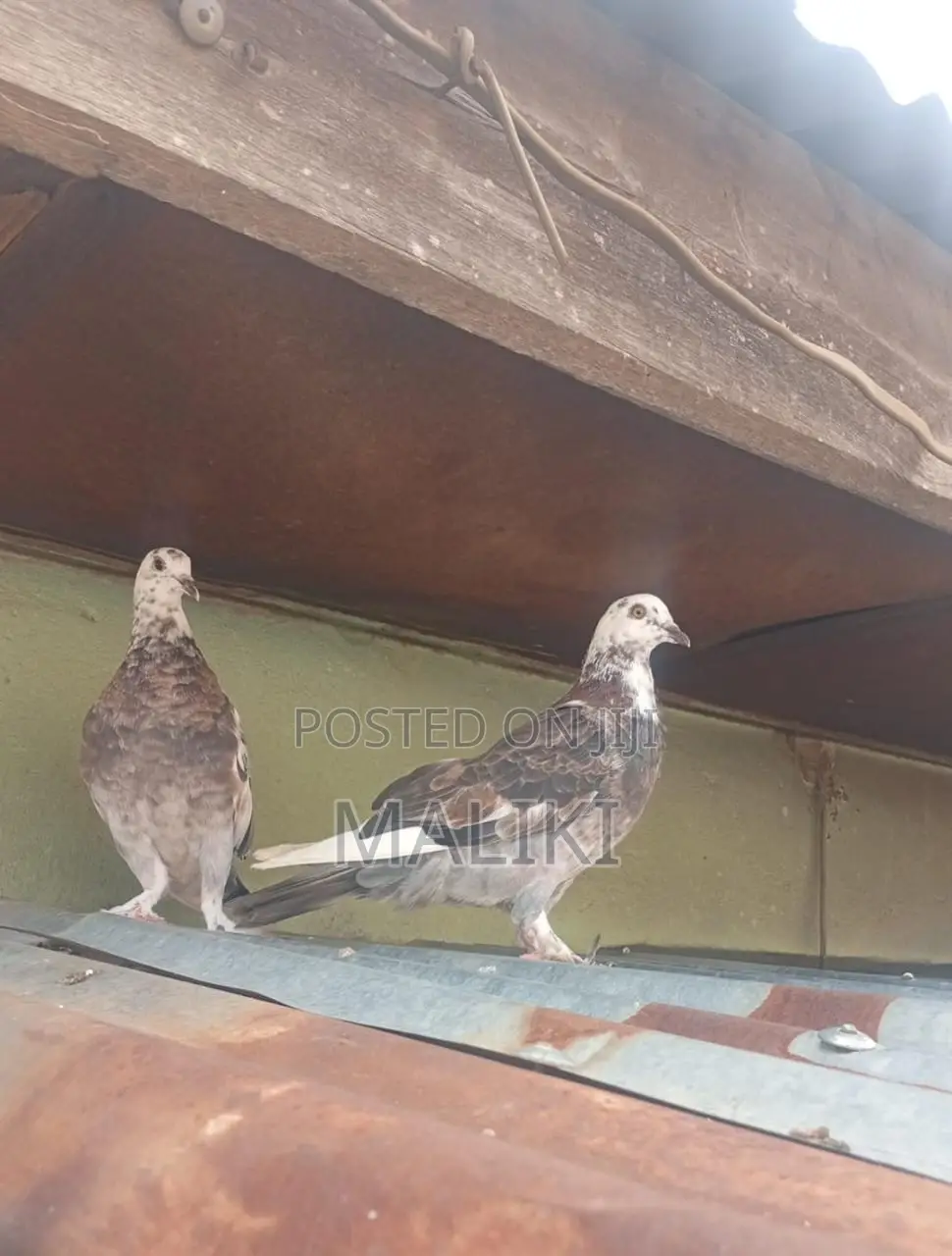 Foreign Pigeons