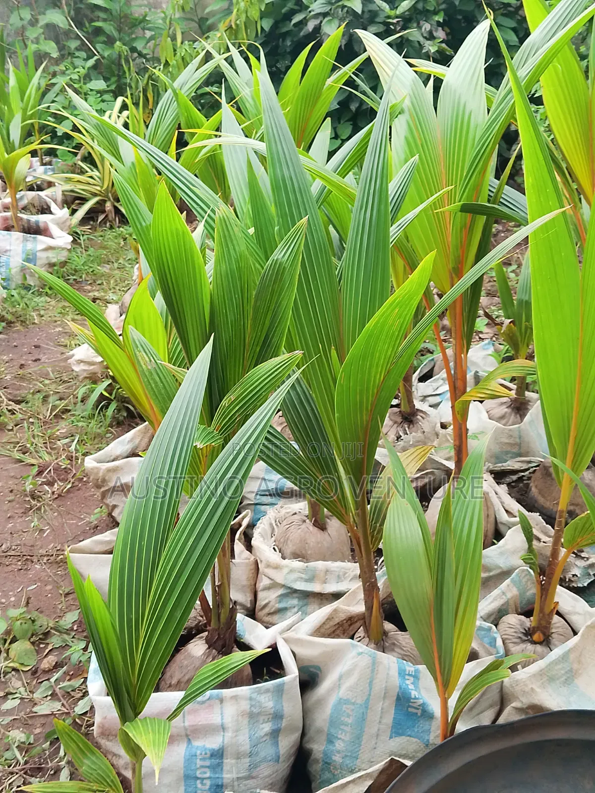 Malaysia Dwarf Coconut Seedlings Available