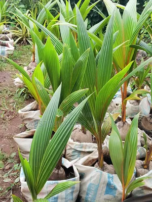 Malaysia Dwarf Coconut Seedlings Available