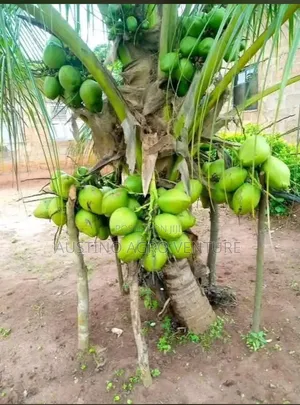 Malaysia Dwarf Coconut Seedlings Available