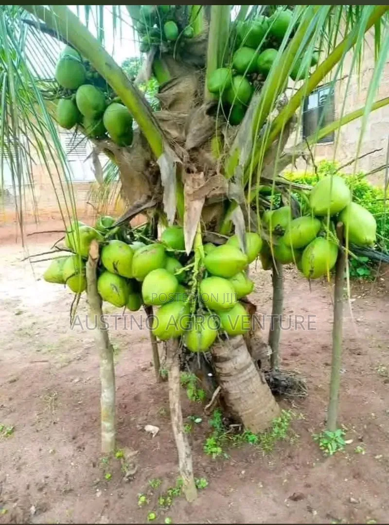 Malaysia Dwarf Coconut Seedlings Available