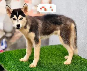 3-6 months Male Purebred Siberian Husky
